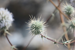 Echinops erinaceus