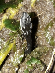 Geoglossum australe