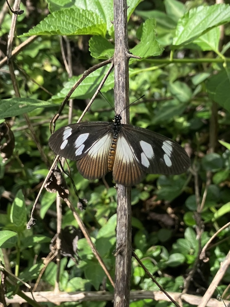 Acraea lycoa