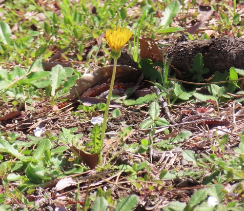 Taraxacum platycarpum, photograph 3
