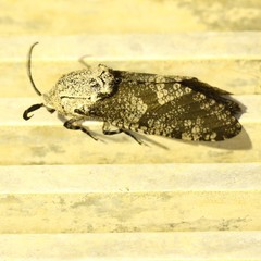 Prionoxystus robiniae