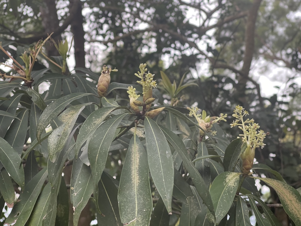 Machilus pauhoi; photograph (c) Yj, some rights reserved (CC BY)