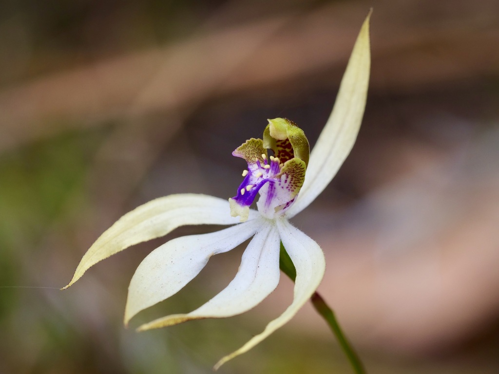 leafless orchid in April 2024 by Keith Morris · iNaturalist