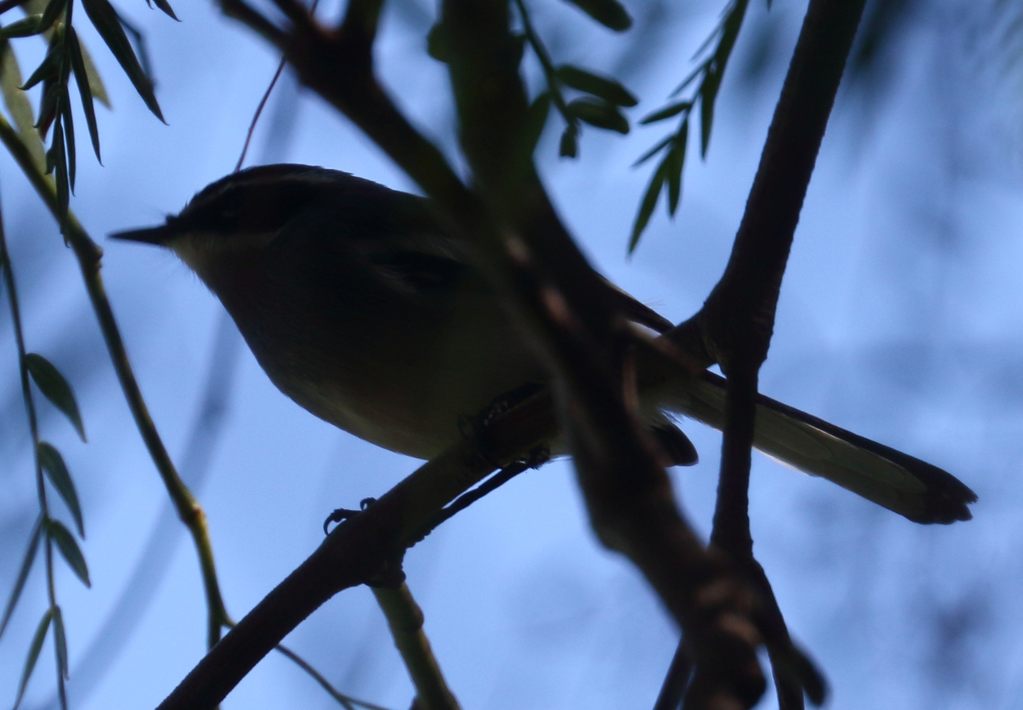 Fairy Flycatcher (Stenostira scita), photo 10