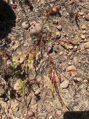 Lastarriaea coriacea