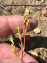 Lastarriaea coriacea