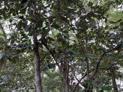 Avicennia bicolor
