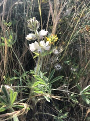 Lupinus microcarpus microcarpus