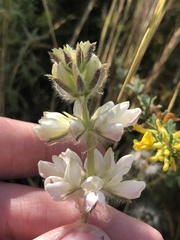 Lupinus microcarpus microcarpus