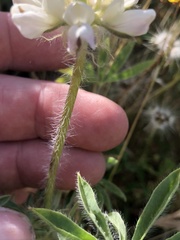 Lupinus microcarpus microcarpus