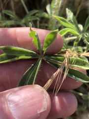 Lupinus microcarpus microcarpus
