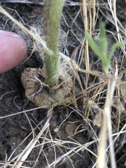 Lupinus microcarpus microcarpus