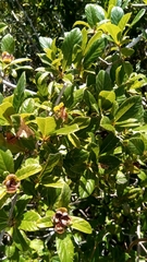 Tetracera
