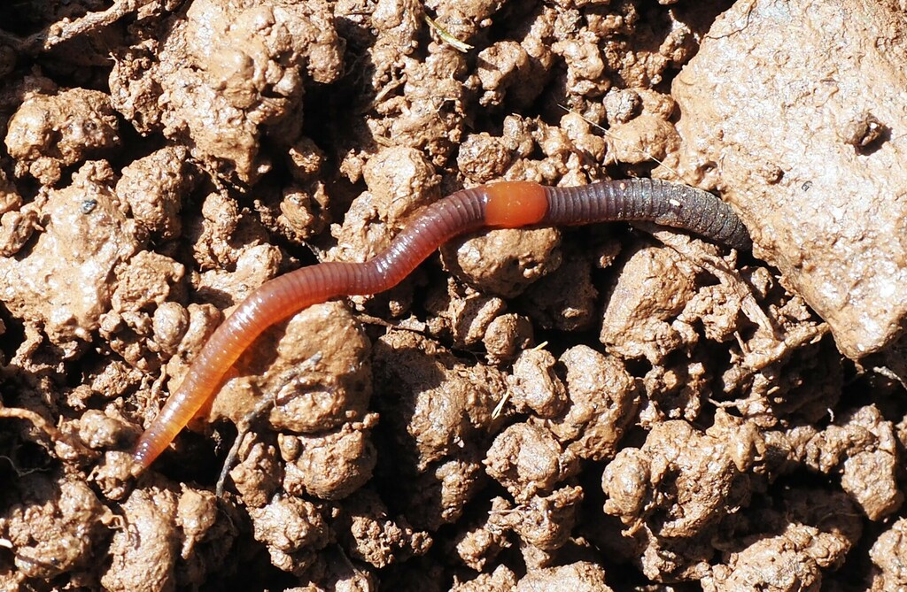 Little Tree Worm