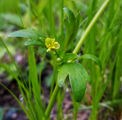 Ranunculus abortivus
