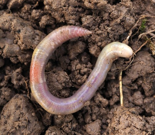 Gatesona serninensis