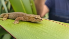 Gold-Striped Gecko photo 2