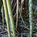 Bambú Dorado - Photo (c) Abrahami, algunos derechos reservados (CC BY-SA)