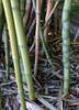 Fishpole Bamboo - Photo (c) Abrahami, some rights reserved (CC BY-SA)