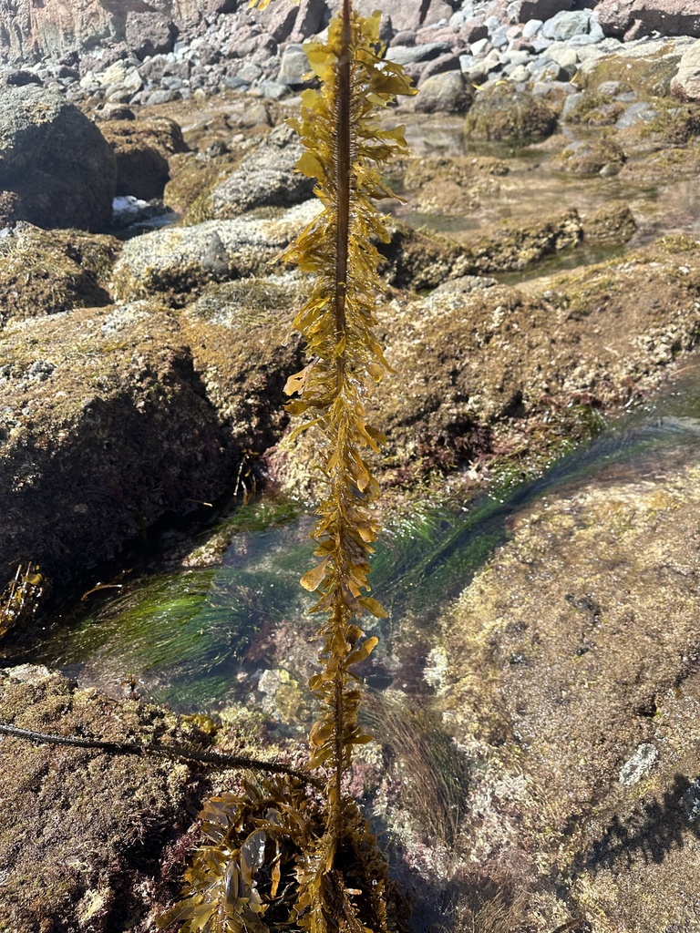 Feather Boa Kelp from North Pacific Ocean, CA, US on March 22, 2024 at