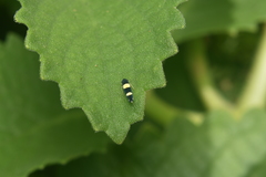 Microgoniella