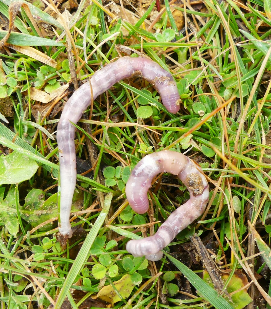 Kritodrilus calarensis