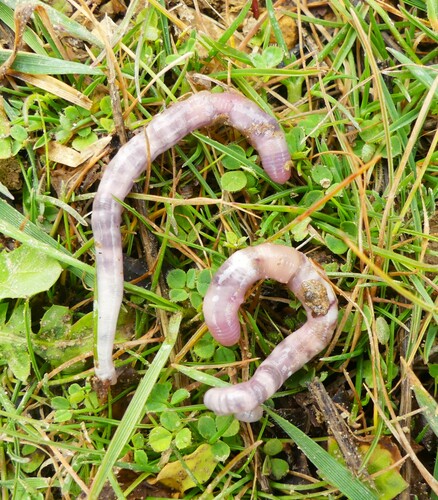 Kritodrilus calarensis