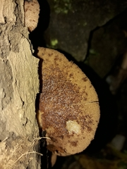 Crepidotus fuscovelutinus