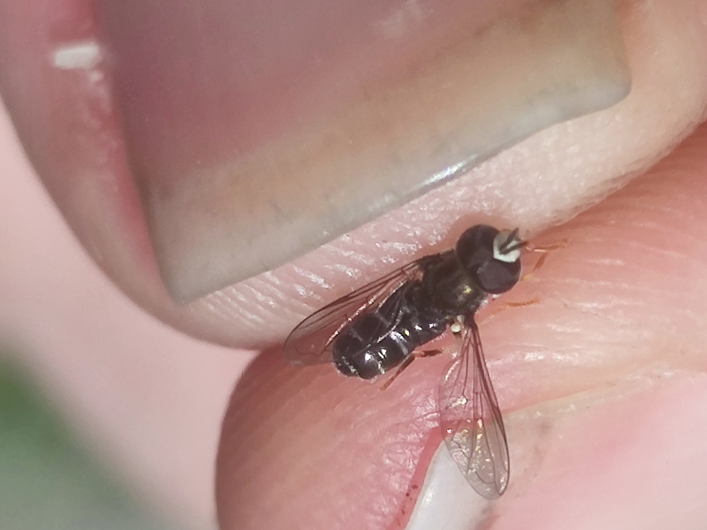 Paragus majoranae