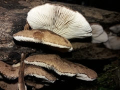 Crepidotus fuscovelutinus