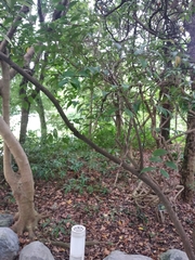 Decaspermum gracilentum