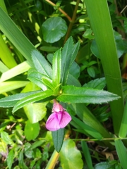 Impatiens chinensis