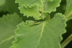 Sibovia