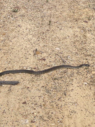 Tiger Snake sighting