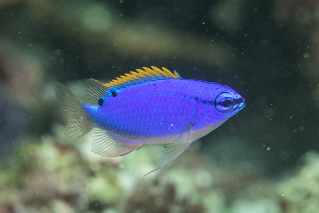 South Seas Demoiselle (Reef Fish of the Hawaiian Islands) · iNaturalist