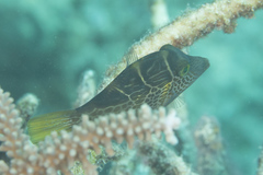 Paraluteres prionurus