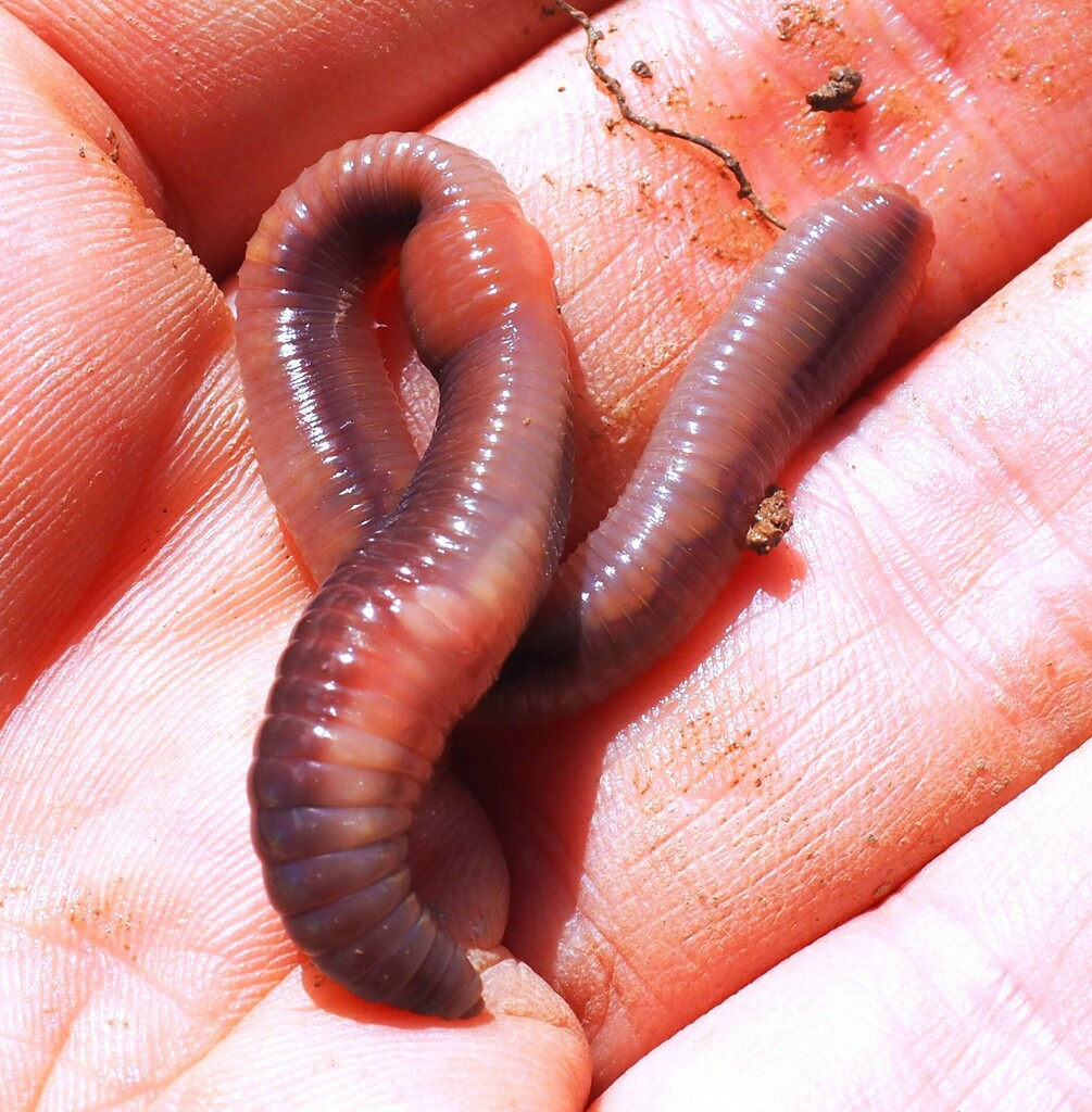 Earthworm