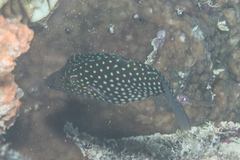 Canthigaster janthinoptera