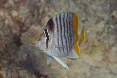Chaetodon mertensii