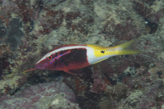 Parupeneus barberinoides