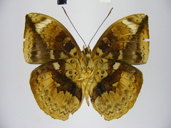 Bebearia barce maculata