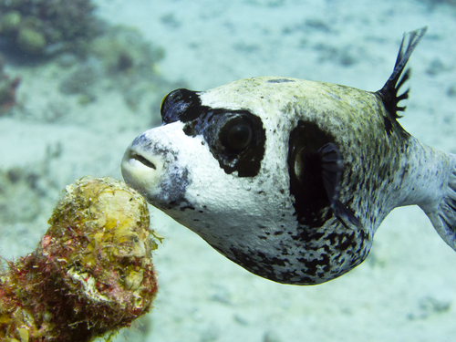 Masked Puffer