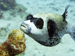 Masked Puffer photo 2