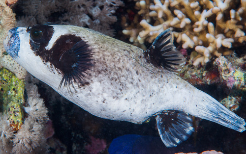 Masked Puffer
