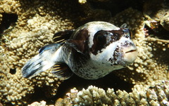 Masked Puffer photo 4