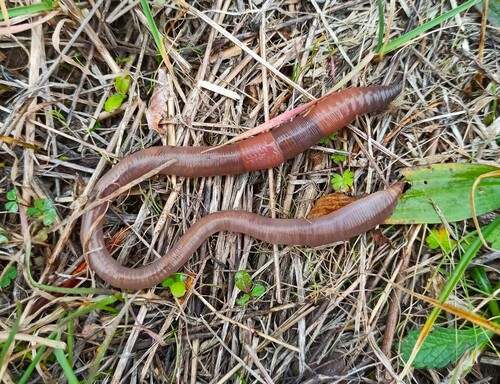 Octodrilus complanatus