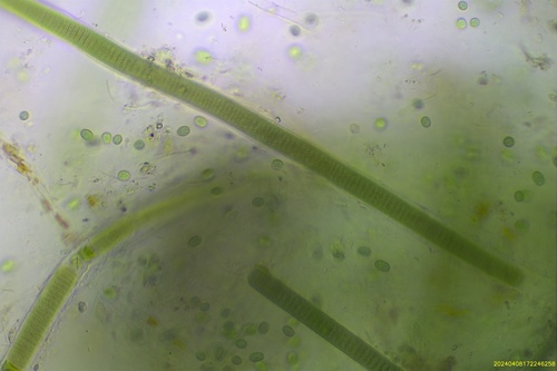 Lyngbya aestuarii observed 2024-04-06
