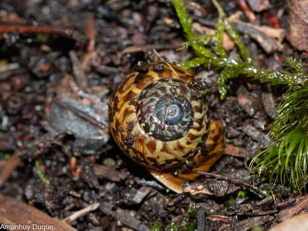 Hemicycla fulgida