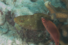 Cirrhilabrus punctatus