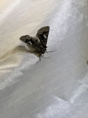 Behrensia conchiformis